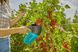 Плодознімач для ягід Gardena Combisystem BerryPicker (17400-20.000.00) 50926 фото 10